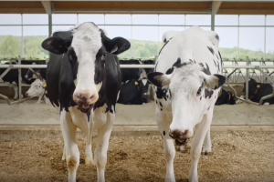 Dairy farmers of Canada